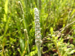 Plantago wrightiana