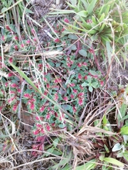 Euphorbia indivisa