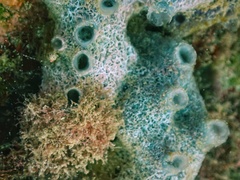 Haliclona caerulea