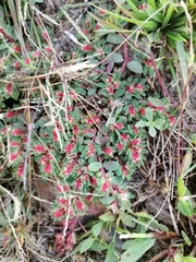 Euphorbia indivisa