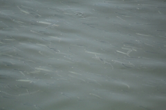 Atherinops affinis