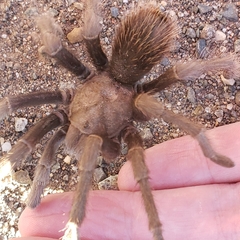 Aphonopelma johnnycashi