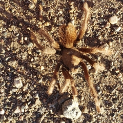 Aphonopelma johnnycashi