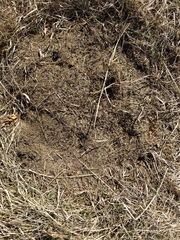 Formica obscuripes