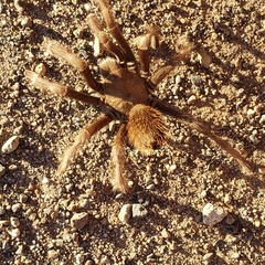 Aphonopelma johnnycashi