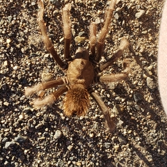 Aphonopelma johnnycashi