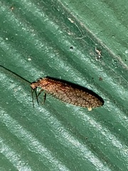 Micromus posticus