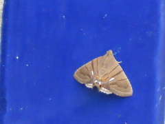 Eulepidotis carcistola