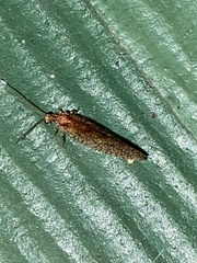 Micromus posticus