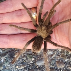 Aphonopelma johnnycashi