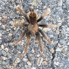 Aphonopelma johnnycashi