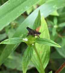 Batrachideini