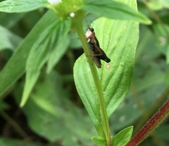 Batrachideini