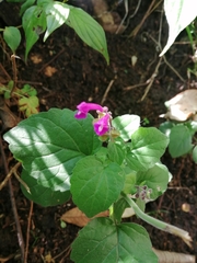 Scutellaria seleriana