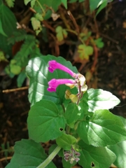 Scutellaria seleriana