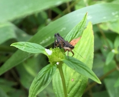 Batrachideini