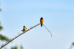 Hirundo rustica tytleri
