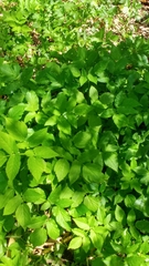 Aegopodium