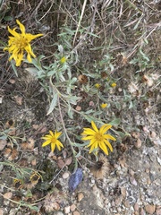 Heterotheca camporum glandulissima