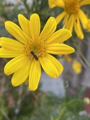 Toxomerus vertebratus