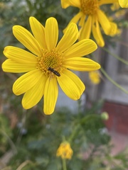 Toxomerus vertebratus