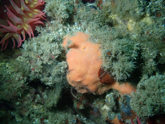 Dragmacidon mexicanum