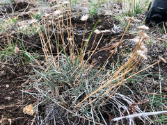 Erigeron linearis