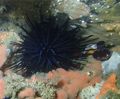 Centrostephanus coronatus