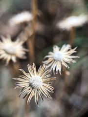 Erigeron linearis
