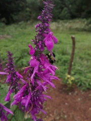 Bombus weisi
