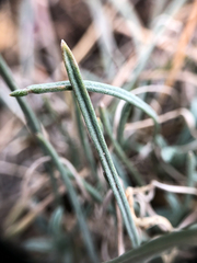 Erigeron linearis