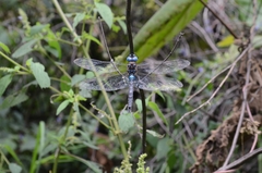 Rhionaeschna jalapensis