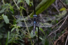 Rhionaeschna jalapensis