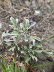 Hesperevax sparsiflora