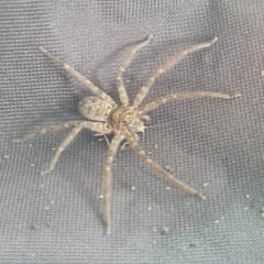 Heteropoda renibulbis