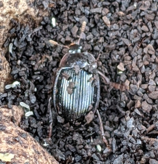 Agyrtidae