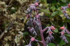 Echeveria gibbiflora