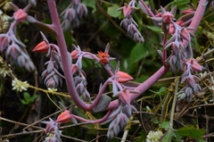 Echeveria gibbiflora