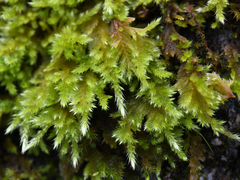 Homalothecium aureum