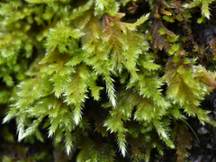 Homalothecium aureum