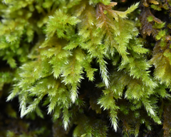 Homalothecium aureum