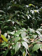 Cornus excelsa