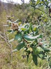 Rhus standleyi