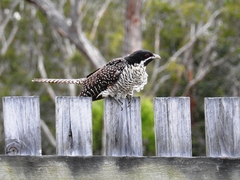 Eudynamys orientalis cyanocephalus