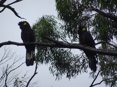 Zanda funerea xanthanota