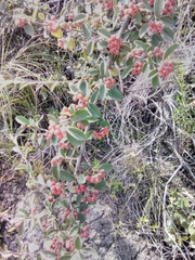 Malacomeles denticulata