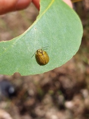 Paropsisterna m-fuscum