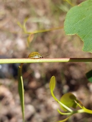 Paropsisterna m-fuscum