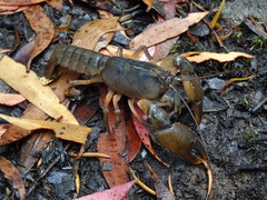 Ombrastacoides leptomerus