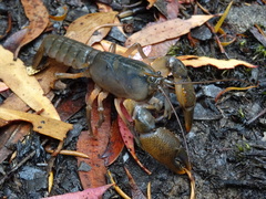 Ombrastacoides leptomerus